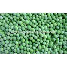 Chinese IQF frozen green pea